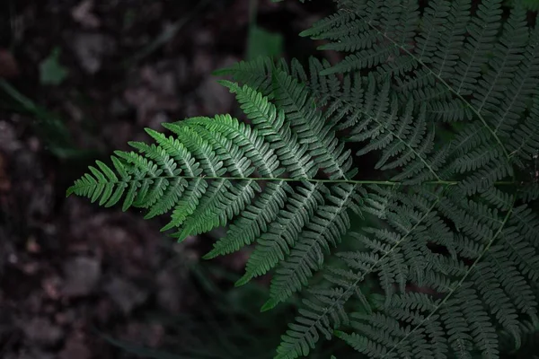 光天化日之下在森林中一种绿色对称蕨类植物的特写镜头 — 图库照片