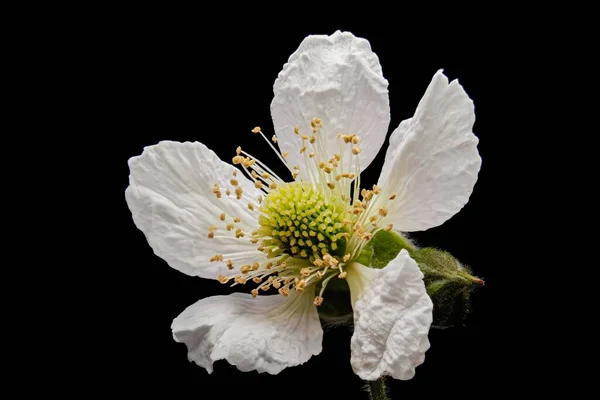 Çilek Çiçeğinin Resmini Kapat — Stok fotoğraf