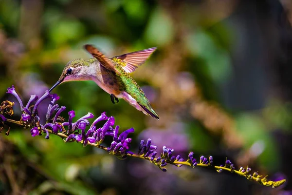 Een Vrouwelijke Robijn Keelkolibrie Voedende Nectar Van Purpere Bloemen Een — Stockfoto