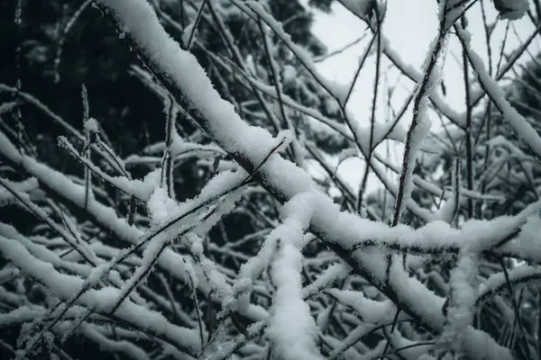 Крупним Планом Гілки Покритого Снігом Дерева — стокове фото
