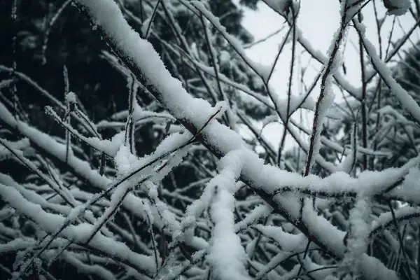 Gros Plan Branches Arbres Enneigées — Photo