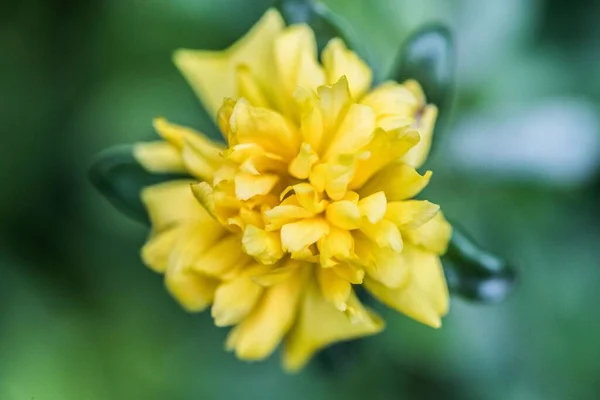 Mooie Gele Bloem Groene Achtergrond — Stockfoto