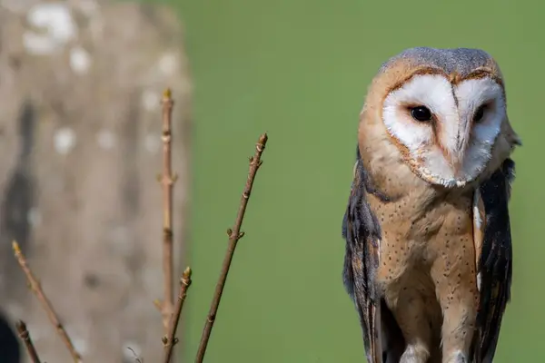 Bel Colpo Gufo Sfondo Sfocato — Foto Stock