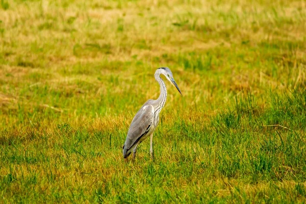 Gray Heron Long Neck Standing Field Rural Daylight — Stock Photo, Image