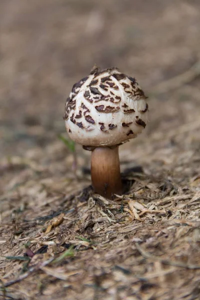 Wild Brown White Mushroom Mountains Cordoba Argentina — Zdjęcie stockowe