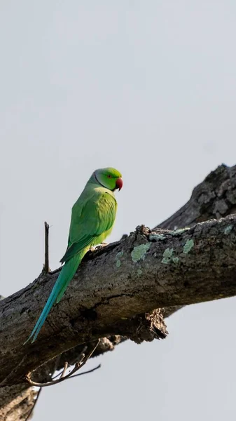 Vertical Shot Green Rose Ringed Parakeet Perched Wooden Tree Daylight — Stock Photo, Image