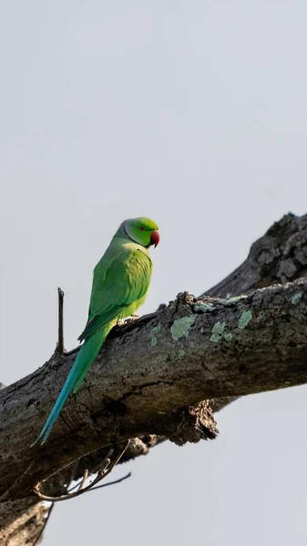 Tiro Vertical Periquito Rosa Ringed Verde Empoleirado Uma Árvore Madeira — Fotografia de Stock