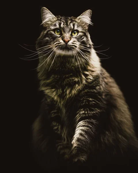 Een Verticaal Portret Van Een Maine Coon Kat Donkere Achtergrond — Stockfoto