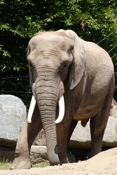 Tiro Vertical Elefante Arbusto Africano Andando Zoológico — Fotografia de Stock