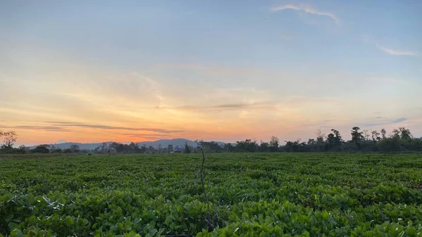 Ein Feld Mit Sojabohnenplantagen Hochland Bei Sonnenuntergang — Stockfoto