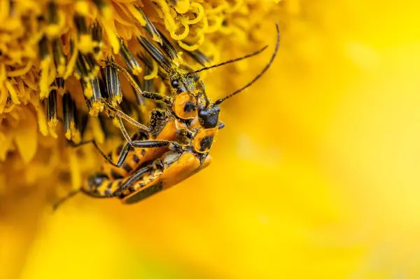 Detailní Záběr Včely Srkající Nektar Květiny Izolované Žlutém Pozadí — Stock fotografie