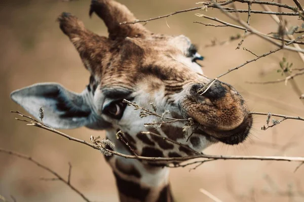 Eine Nahaufnahme Des Kopfes Einer Giraffe Die Pflanzen Frisst Auf — Stockfoto