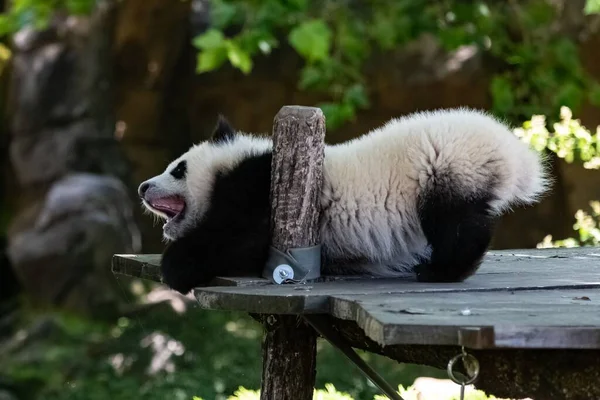 Giant Panda Cute Baby Stretching Nap Funny Animal — 스톡 사진