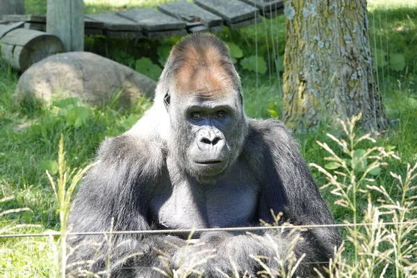 Ein Gorilla Sitzt Unter Sonnenlicht Zoo Granby Kanada — Stockfoto