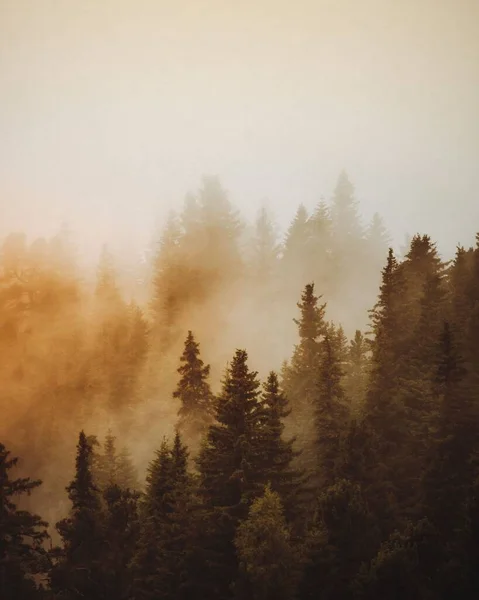 日没時の常緑樹の垂直ショット — ストック写真