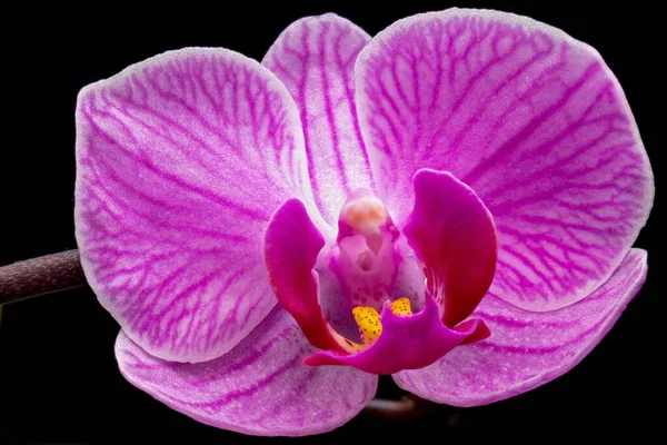Immagine Ravvicinata Del Orchid Del Fiore Dei Giardini — Foto Stock