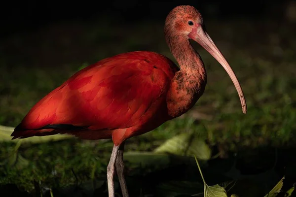 Skarlagenrød Ibis Rød Fugl Utendørs – stockfoto