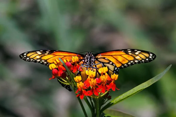 Tiro Macro Uma Borboleta Monarca Alimentando Néctar Flores Amarelas Vermelhas — Fotografia de Stock