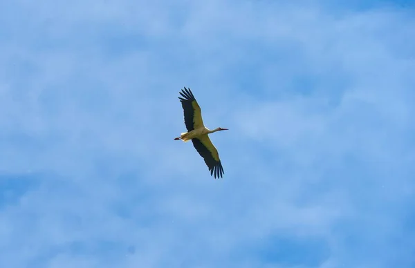 Low Angle White Stork Flying Cloudy Sky — Stock Photo, Image