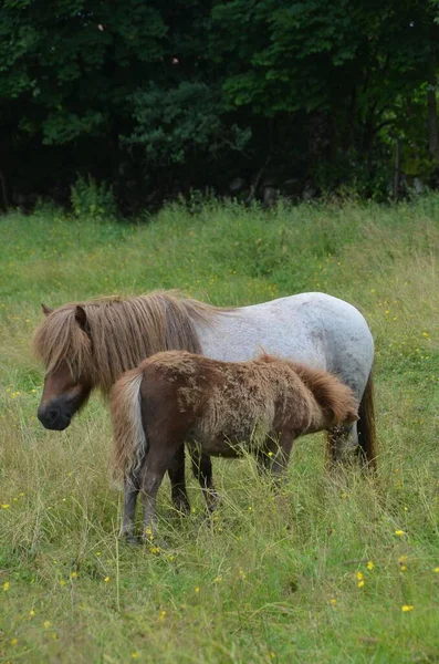 Adorable Pony Shetland Bebiendo Leche Madre Campo —  Fotos de Stock