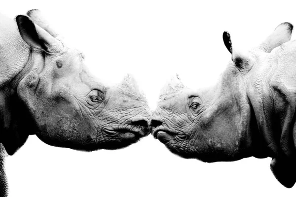 Výstřel Dvou Nosorožců Stupních Šedi Proti Sobě — Stock fotografie