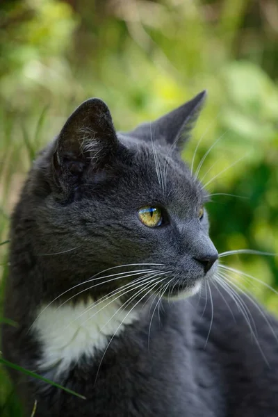 Vertikální Detailní Záběr Černé Kočky Zeleném Rozmazaném Pozadí — Stock fotografie