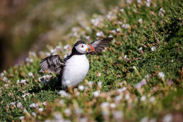 Close Vista Puffin Atlântico Poleiro Prado Com Asas Abertas — Fotografia de Stock