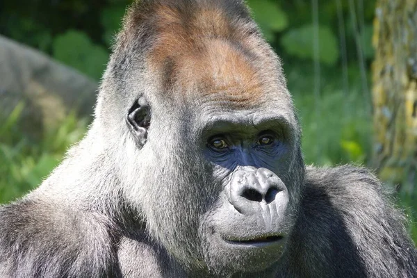 Detailní Záběr Gorily Rozmazaném Pozadí — Stock fotografie