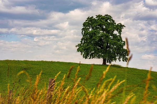 Pojedyncze Drzewo Wzgórzu Pod Dramatycznym Chmurnym Niebem — Zdjęcie stockowe