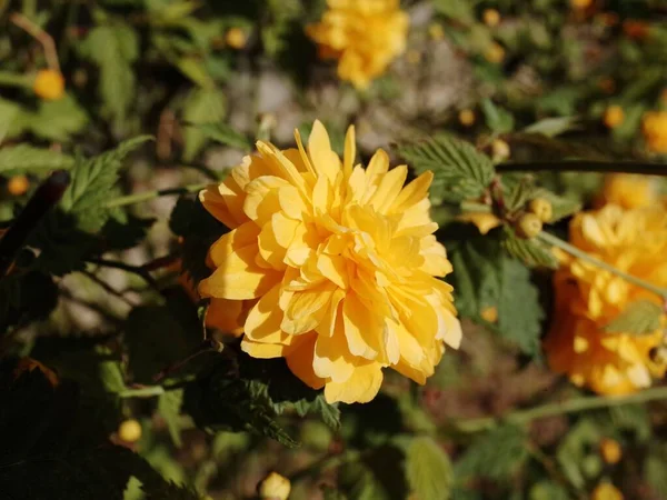 Gros Plan Fleurs Jaunes Kerria Japonica Isolées Arrière Plan Flou — Photo