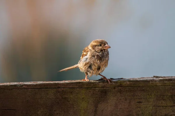 Detailní Záběr Roztomilého Hnědého Vrabce Dřevěném Plotě — Stock fotografie