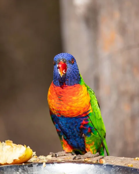 Close Vertical Lorikeet Arco Íris Empoleirado Alimentador Pássaros — Fotografia de Stock