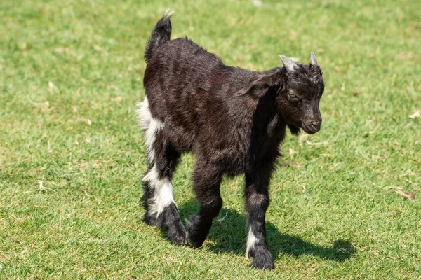 Adorable Black Goat Green Grass — Stock Photo, Image