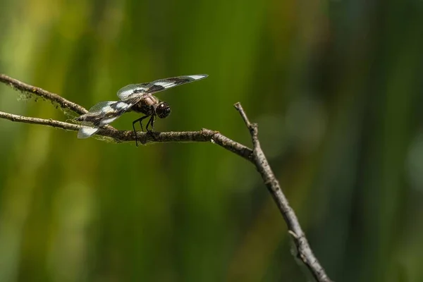 Een Libelle Rustend Een Vleugel Met Zwart Witte Vleugels — Stockfoto