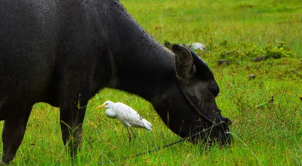 Siyah Otlayan Bir Ineğin Yanında Gri Bir Balıkçıl — Stok fotoğraf