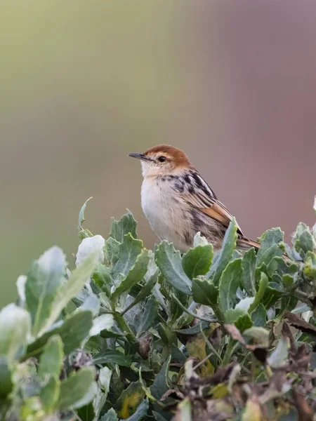 Vertikální Záběr Krásné Cisticola Pták Rozmazaném Pozadí — Stock fotografie