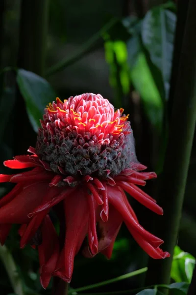 Gros Plan Vertical Une Fleur Élatior Etlingera Dans Jardin Botanique — Photo