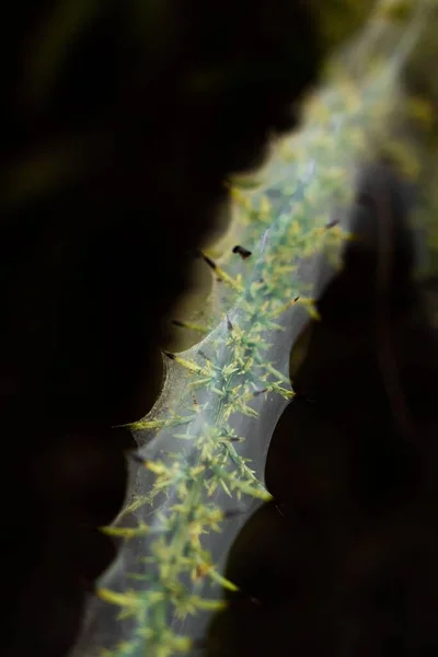 Primer Plano Vertical Una Hermosa Tela Araña Una Planta Verde — Foto de Stock