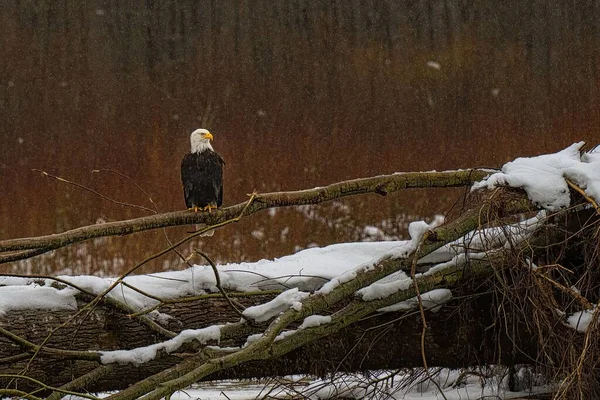 Primer Plano Águila Calva Posada Sobre Árbol Invierno — Foto de Stock