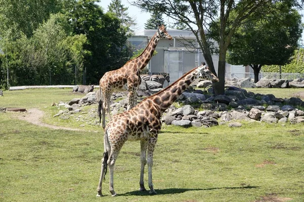 Bir Hayvanat Bahçesinde Iki Kuzey Zürafasının Giraffa Camelopardalis Yakın Çekimi — Stok fotoğraf