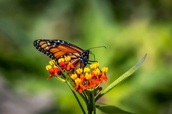 Makro Ujęcie Monarchy Motyla Żywiącego Się Nektarem Żółtych Czerwonych Kwiatów — Zdjęcie stockowe