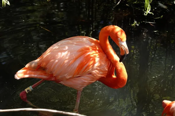 Bellissimo Fenicottero Vicino Lago — Foto Stock