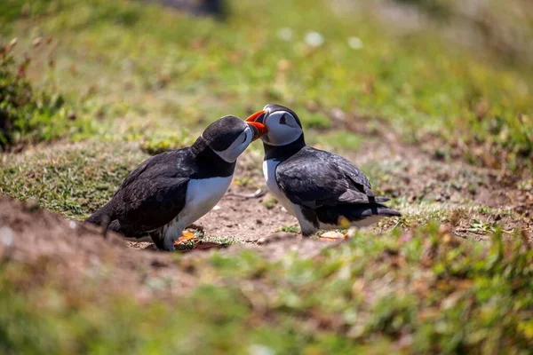 Die Nahaufnahme Von Atlantischen Papageitauchern Die Sich Küssen Während Sie — Stockfoto