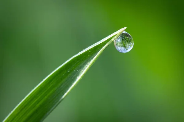 Una Macro Toma Una Gota Agua Borde Una Hoja Una —  Fotos de Stock