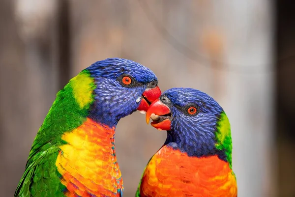 Primer Plano Dos Loros Arco Iris Alimentándose Comedero Aves —  Fotos de Stock