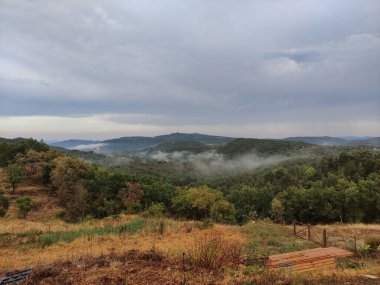 Katalonya, İspanya 'da sisli bir günde yeşil ağaçların manzarası