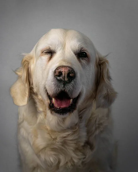 一个金发碧眼的猎犬在工作室灰色背景下微笑的垂直肖像 — 图库照片