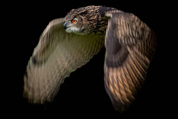 Owl Flying Isolated Black Background — Stock Photo, Image