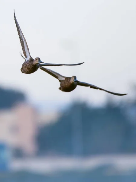 Vertikální Záběr Létajících Vodních Ptáků Rozmazaném Pozadí — Stock fotografie