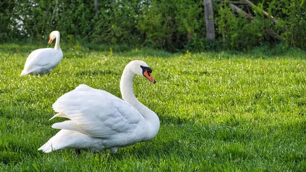 Eine Großaufnahme Von Schwänen Die Auf Einem Feld Spielen — Stockfoto